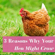 I found it to have some things to say that were relevant to me. Why Is My Hen Crowing