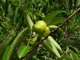 Image result for Sclerocroton