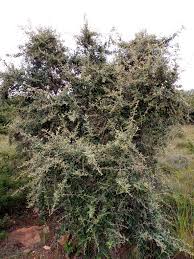 Image result for Tarchonanthus camphoratus