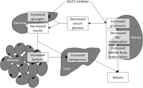 To obtain the best experience, we. Euglycemic Diabetic Ketoacidosis Associated With Sodium Glucose Cotransporter 2 Inhibitor Use A Case Report And Review Of The Literature International Journal Of Emergency Medicine Full Text