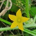Image result for Cucumis ficifolius