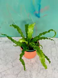 Image result for Asplenium angolense
