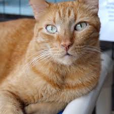 See the latest kittens for adoption from your local cat adoption / cat rescue shelters. Available Animals For Adoption Kitten Rescue