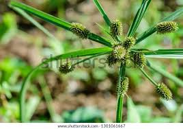 Image result for Cyperus difformis