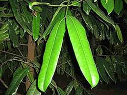 LushGreen Gardens Dwarf Rare Garcinia Indica or Kokum Raja Puli Live Plant  For Landscaping (1 Healthy Live Plant) : Amazon.in: Garden & Outdoors