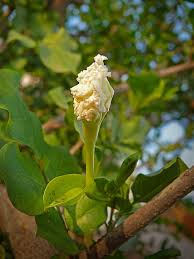 Image result for Dolichandrone alba