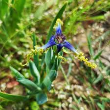 Image result for Ferraria welwitschii