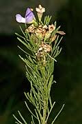 Image result for Psoralea glabra