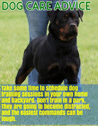 Prepare Yourself For Taking Care Of A Dog Dogs Dog Training Dog Care