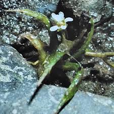 Image result for Subularia