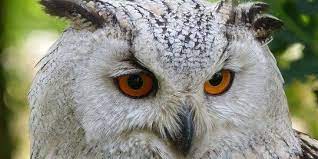 Spesies satu ini dapat berburu di waktu siang serta malam hari, pada saat musim panas mereka akan menggeser waktu makan siangnya menjadi waktu fajar / pada saat senja datang. Makanan Burung Hantu Berdasarkan Jenisnya Murah Dan Mudah Ditemukan Merdeka Com