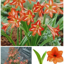 Ketiga warna lainnya ini pastinya tak kalah cantik dari bunga lili putih, lo. Bunga Amarylis Amrylist Amarilis Amarillist Orange Bunga Lily Shopee Indonesia