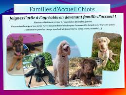 Enfin, certains animaux ne supportent pas la vie en refuge qui peut être traumatisante pour les chiens et chats qui ont toujours connu la vie de famille, ne sont pas sociables ou ont un passif lourd. Recherche Familles D Accueil Chiots Des Labradors Caniche Royal Et Golden Vont Arriver Venez Participer Aux Calins Et A Leur Education En Devant Famille D Accueil Vous Pouvez Nous Joindre Sur Facebook