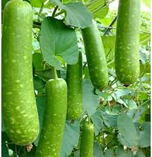 Image result for Lagenaria siceraria