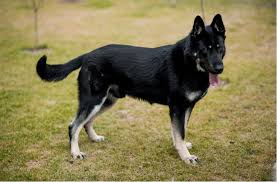 Check spelling or type a new query. Colors Of A German Shepherd Updated 2021 German Shepherd Country
