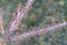 Image result for Dichanthium