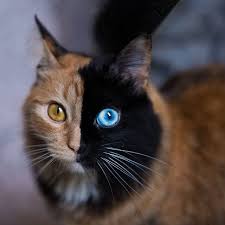 Black And Orange Tortoiseshell Kitten Beautiful Chimera Cat Has Half Black Face With Blue Eye Half Orange Face With Gold Eye Cute Baby Animals Tortoise Shell Cat Cute Animals