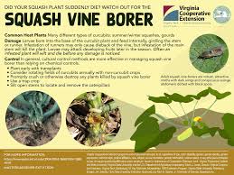 Not only does squash vine borer kill zucchini plants, it kills almost all types of summer and winter squash. Virginia Cooperative Extension Master Gardener Program Did Your Squash Plants Suddenly Wilt Even Though They Have Plenty Of Water It Could Be The Dreaded Squash Vine Borer Read On For