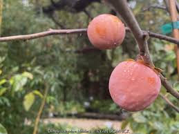 Image result for Diospyros mafiensis