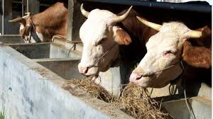 Check spelling or type a new query. Kenali Ragam Pakan Ternak Sapi Yang Berkualitas Seputargk Id