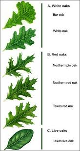 types ofoak leaf identification chart yahoo image search