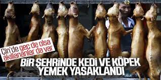 cin in senzen sehrinde kedi ve kopek yemek yasaklandi film posteri kedi kopek