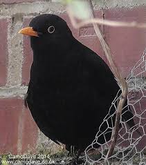 Dave Harazny Camo Dave On Twitter Black Bird Pet Birds Bird Pictures
