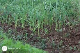 L'ail est bon pour votre santé. Comment Planter L Ail Guide De Culture