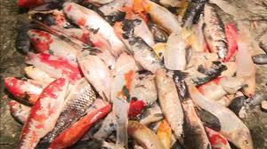 Please don't put them in a pond. Fish And Other Wildlife Continue Dying In Coconut Grove Officials Working To Uncover Why