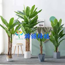 We did not find results for: China Good Quality Plastic Leaves Material Fake Plants Type Artificial Banana Tree For Decorative Outdoor Or Indoor China Banana Tree And Decorative Outdoor Or Indoor Price