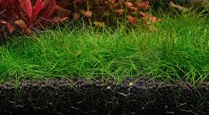 Image result for Eleocharis variegata