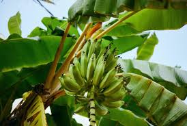Instead, they have fleshy, upright stalks from which large, oblong, bright green leaves grow. A Totally Bananas Idea Planting Tropical Fruit Trees To Help Fight California Wildfires Laptrinhx News
