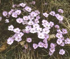 Image result for Isopyrum nipponicum