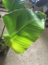 Bird Of Paradise Plant Leaves Curling And Turning Brown Just Brought This Bird Of Paradise Home And The Edges Are Curling Yellowing While Splitting At The Bottom Please Help Plantclinic
