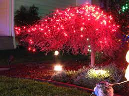 Japanese Maple Christmas Tree Christmas Lights Colored Christmas Lights Christmas Tree Images
