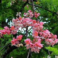 Image result for Cassia nodosa