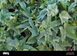 Image result for Ipomoea fulvicaulis