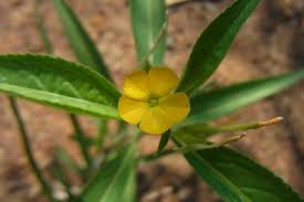 Image result for Streptopetalum