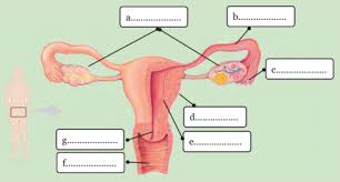Berdasarkan kepatuhannya memegang budaya nenek moyangnya suku badui dibedakan menjadi suku badui dalam dan suku badui luar. Tugas Daring Ipa Kelas Ix Sistem Reproduksi Manusia 1 Oneng Online