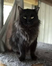 Adopt Amberlynn On Petfinder Help Homeless Pets Cat Adoption Animal Rescue