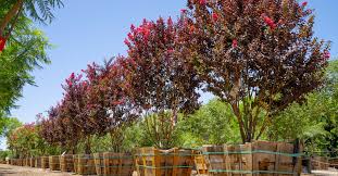 Image result for Vitex mombassae