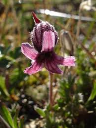 Image result for Silene kiwuensis