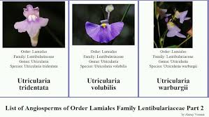 Image result for Utricularia inflexa