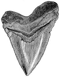 Learn how to draw shark tooth pictures using these outlines or print just for coloring. Shark Tooth Engraving Shark Tooth Tattoo Tooth Tattoo Nautical Tattoo Sleeve