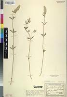 Image result for Pandiaka welwitschii