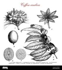 Image result for Coffea ligustroides