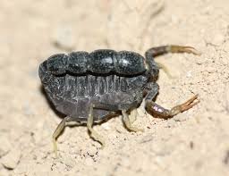 Image result for Orthochilus holubii