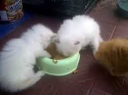 Apalagi, bagi anak kucing yang sedang belajar makan. Melatih Makan Anak Kucing Anggora Umur 1 Sampai 2 Bulan Youtube