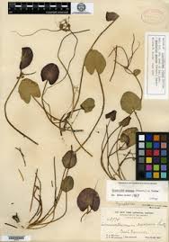 Image result for Nymphoides brevipedicellata