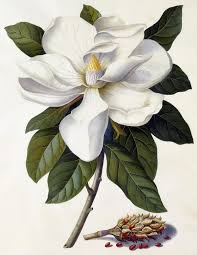 Quality custom framing · 5 star customer rating Painting White Flowers Helen Cousins Botanics